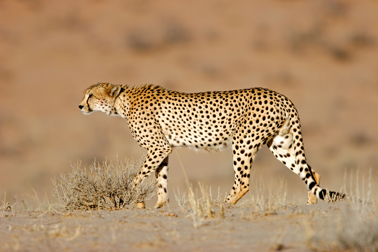 Namibia: Etnias, Paisajes y Fauna