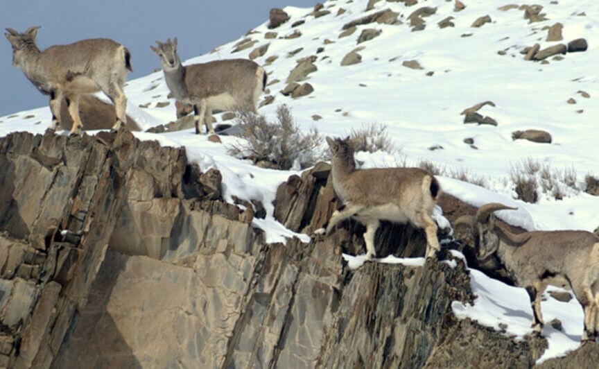 Himalayas: El Leopardo de las Nieves