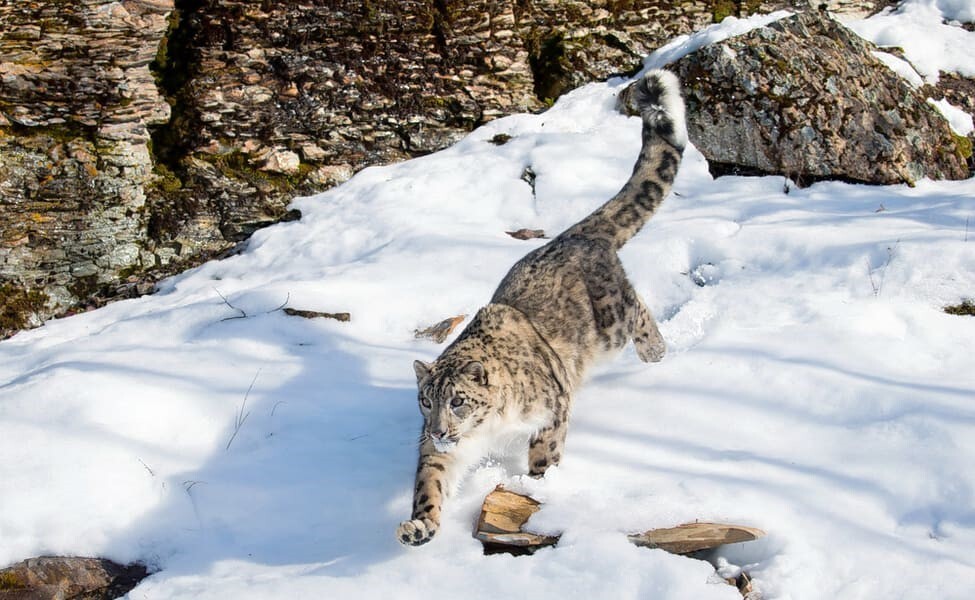 Himalayas: El Leopardo de las Nieves