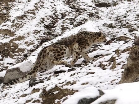 Himalayas: El Leopardo de las Nieves