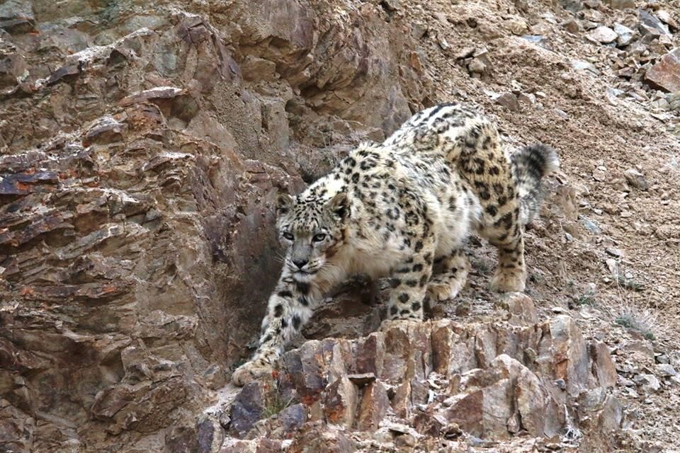 Himalayas: El Leopardo de las Nieves