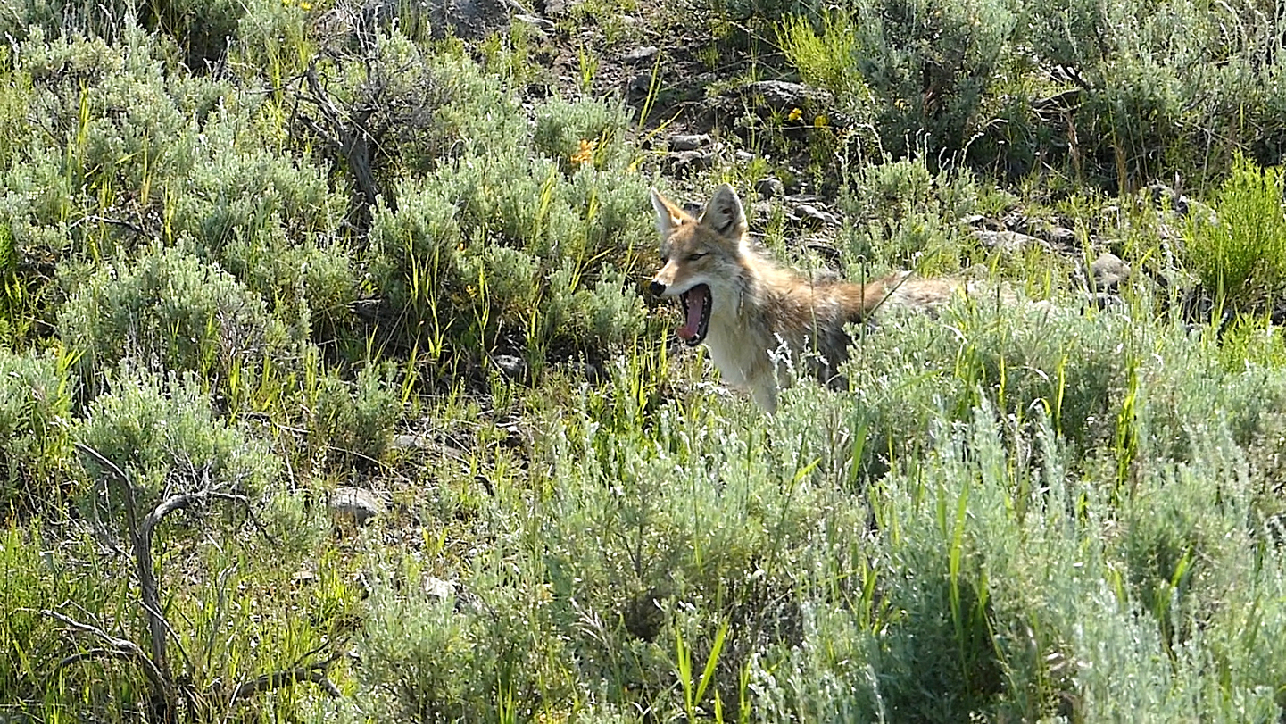 Estados Unidos: Expedición Parque Nacional Yellowstone