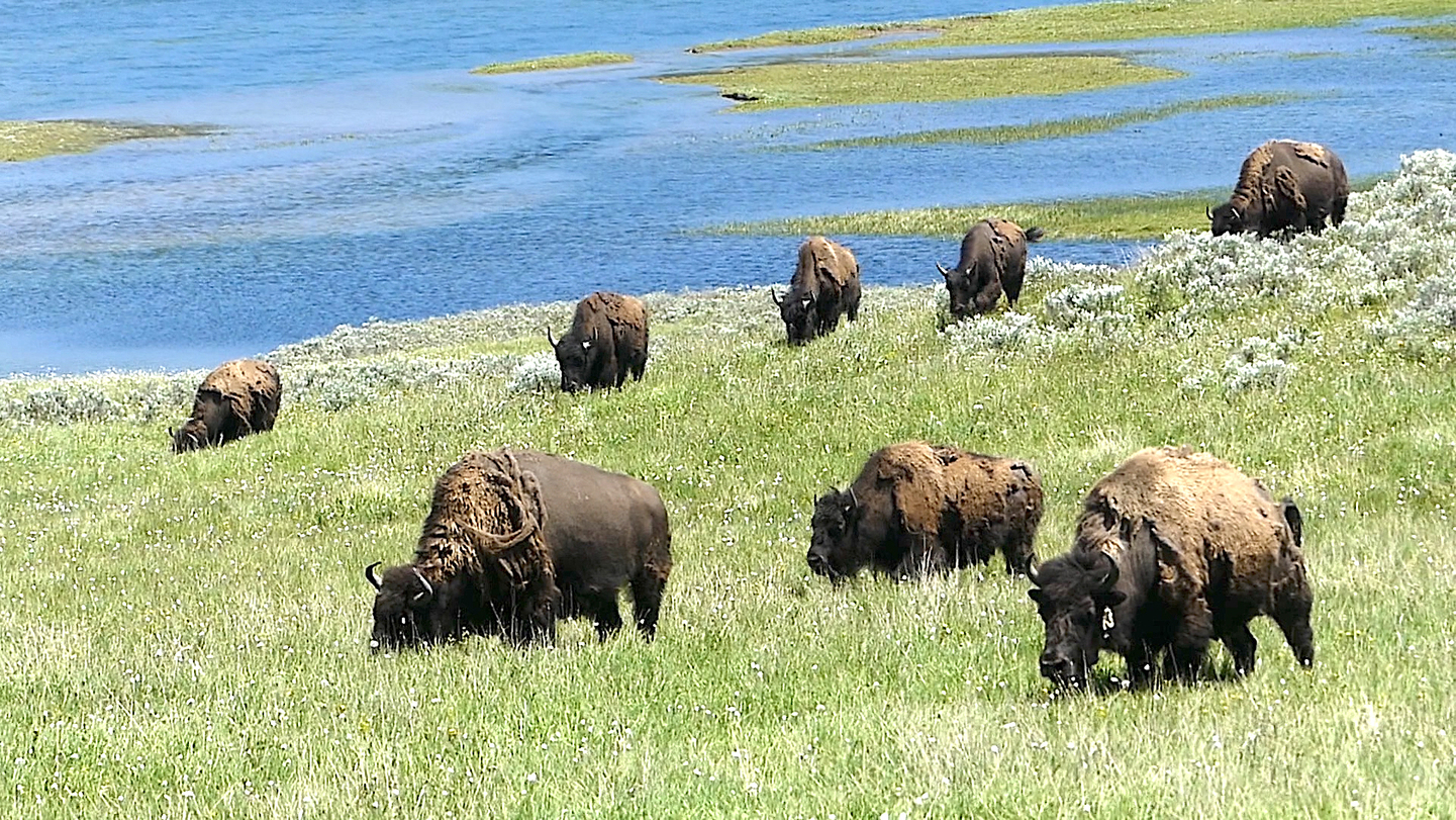 Estados Unidos: Expedición Parque Nacional Yellowstone