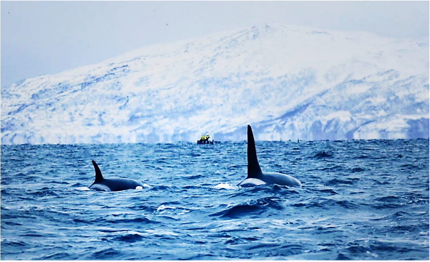 Noruega: Svalbard · Osos Polares y Auroras Boreales