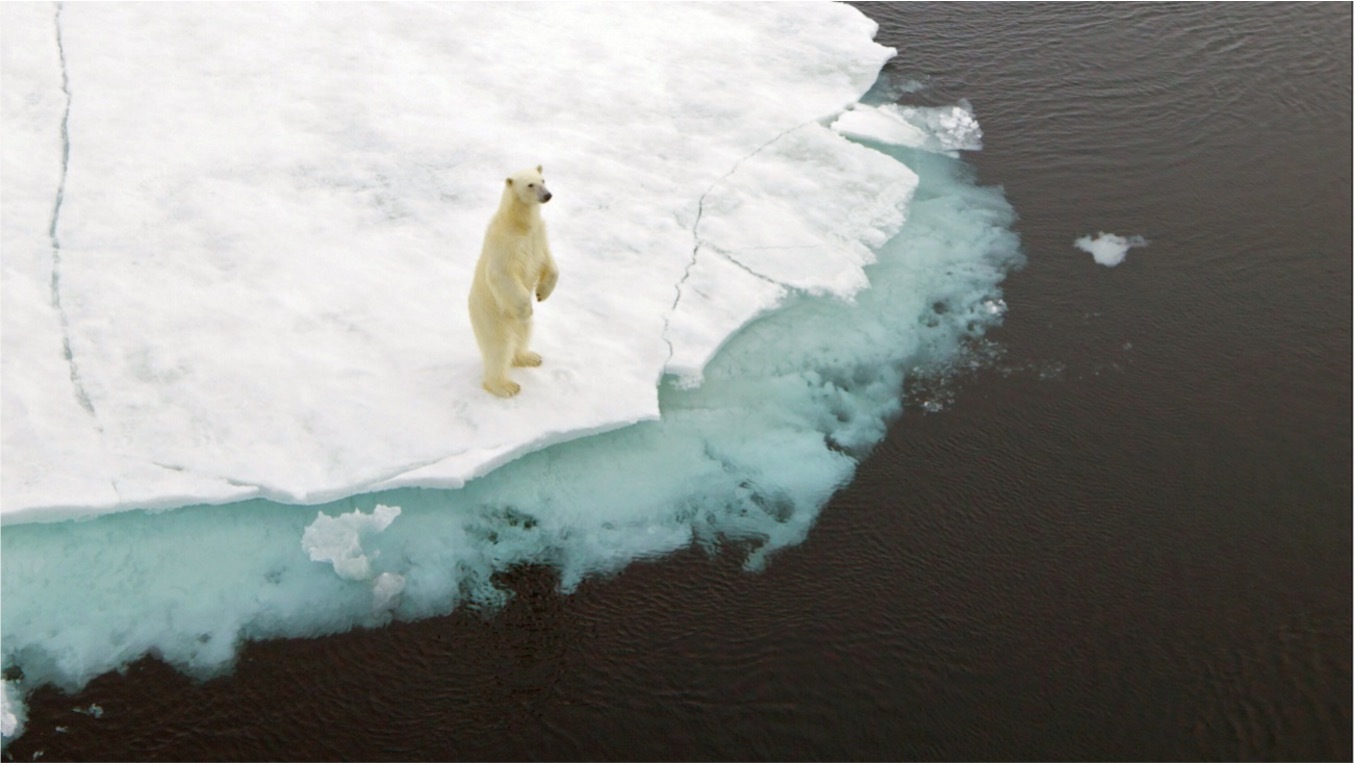 Noruega: Svalbard · Osos Polares y Auroras Boreales