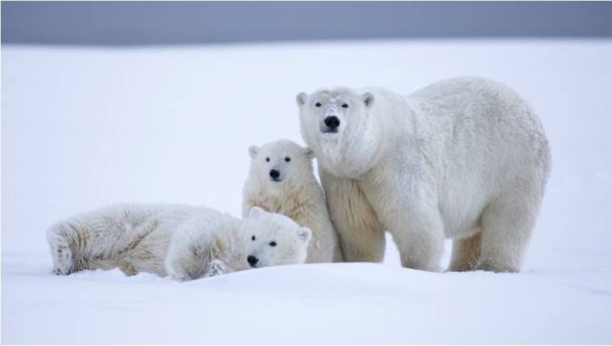 Noruega: Svalbard · Osos Polares y Auroras Boreales