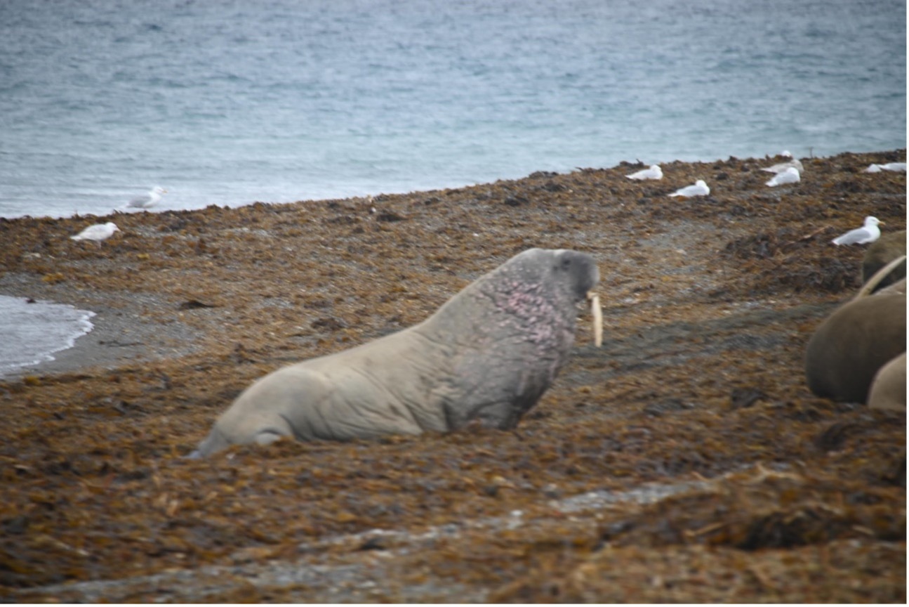 Noruega: Svalbard · Osos Polares y Auroras Boreales