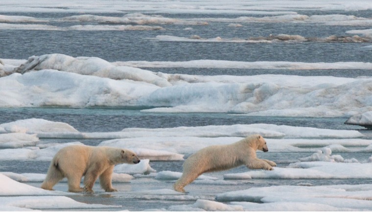 Noruega: Svalbard · Osos Polares y Auroras Boreales