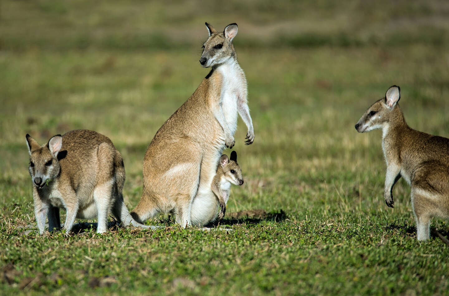 Australia Downunder tour